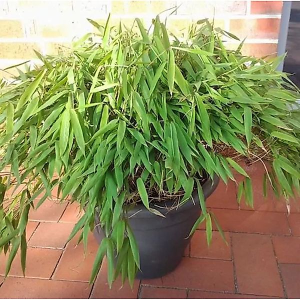 Mini Bambus Luca 60-70cm - Fargesia murielae günstig online kaufen