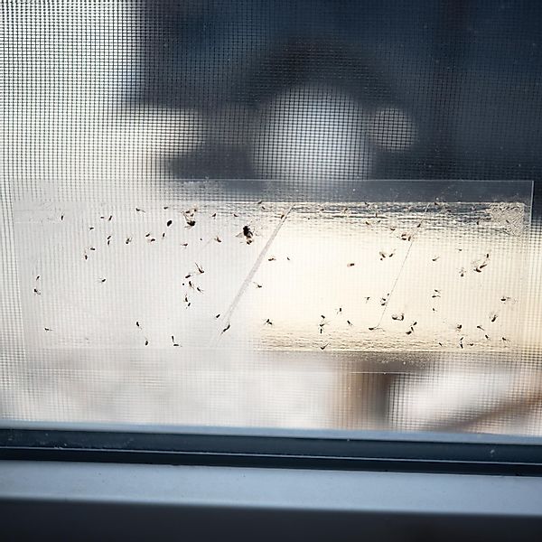 TSB Werk Insektenschutz-Vorhang Fliegenfalle Fenster Leimfalle günstig online kaufen