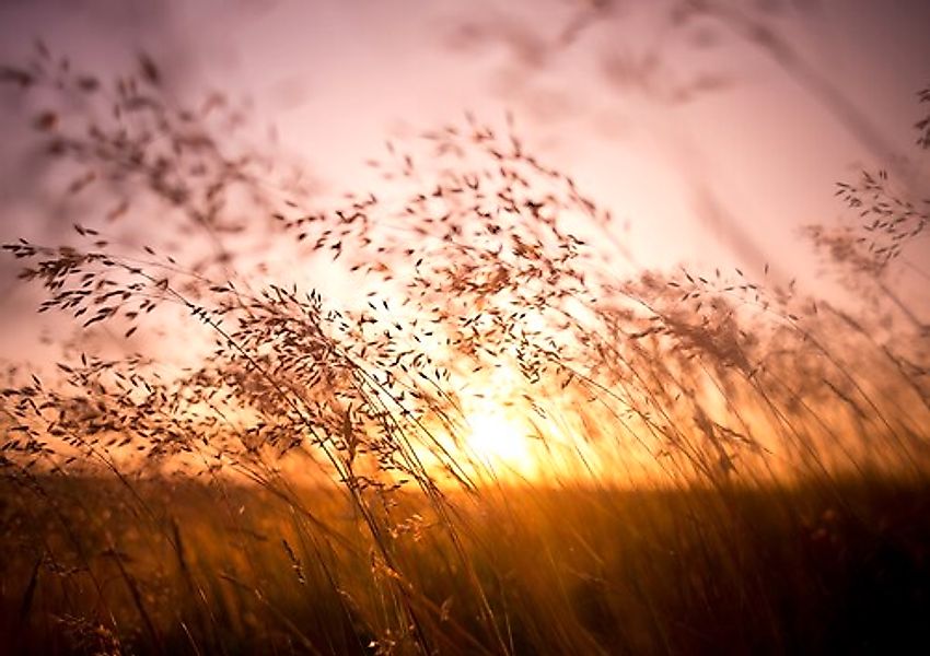 Papermoon Fototapete »Summer Dry Grass« günstig online kaufen