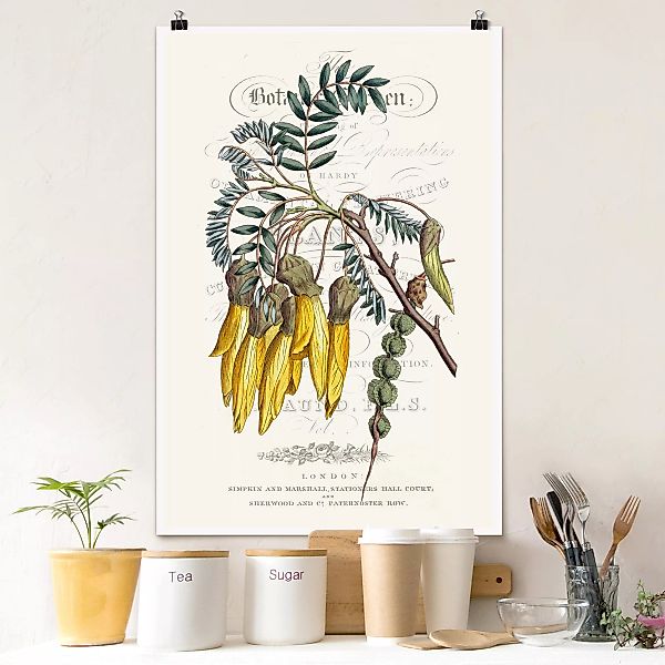 Poster Blumen - Hochformat Botanisches Tableau - Schnurbaum günstig online kaufen