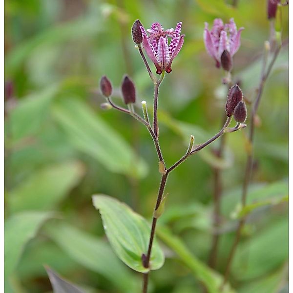 Krötenlilie Dark Form - Tricyrtis cultorum günstig online kaufen