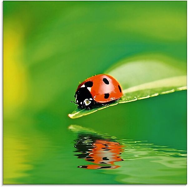 Artland Glasbild "Marienkäfer auf einem Blatt", Insekten, (1 St.), in versc günstig online kaufen