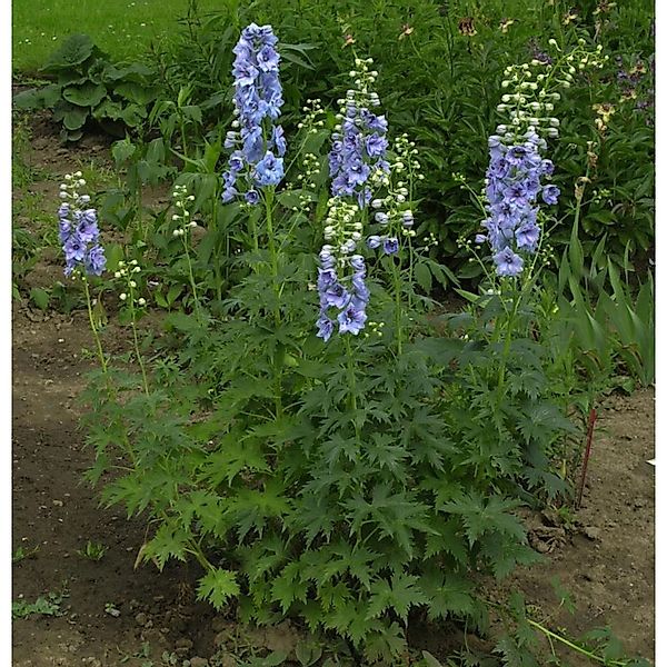 Rittersporn Azurriese - Delphinium belladonna günstig online kaufen