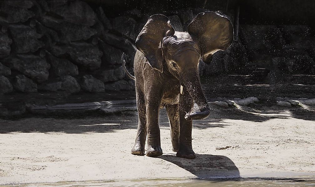 Wandkraft | Wanddekoration Elefant günstig online kaufen