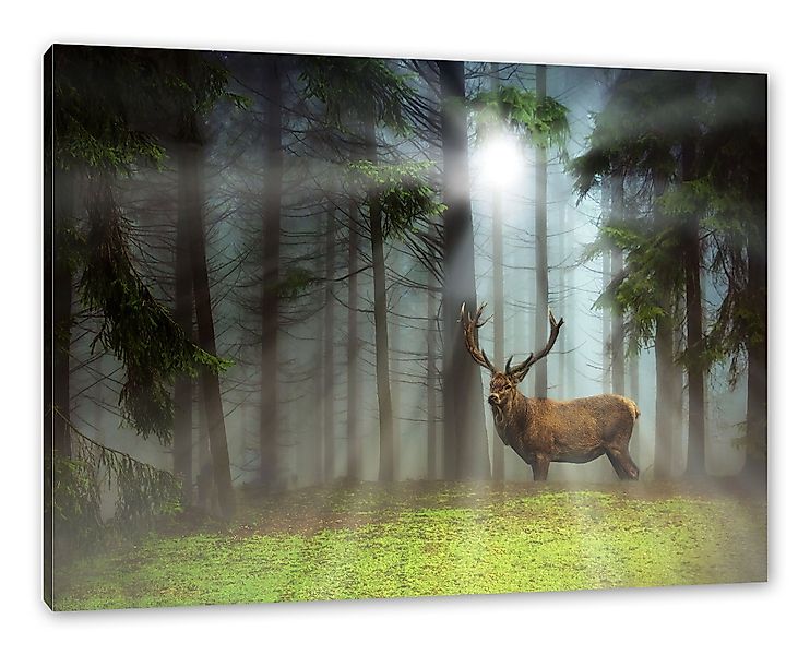Pixxprint Leinwandbild Hirsch auf Waldlichtung Sonnenstrahlen, günstig online kaufen