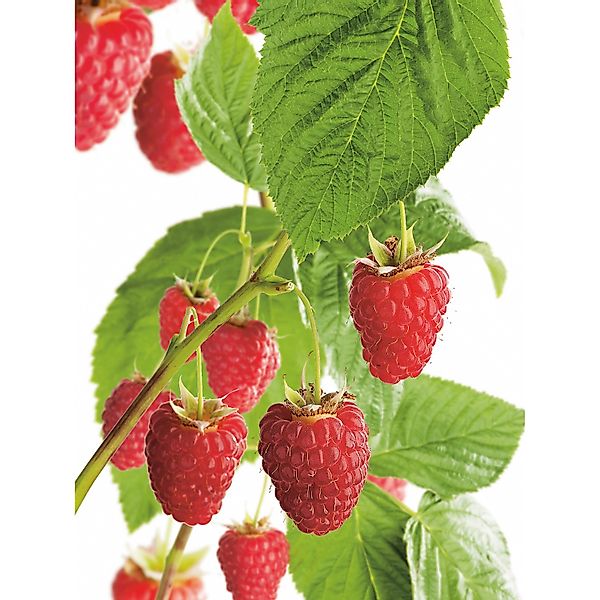 GROW by OBI Bio Himbeere Aroma Queen Topf ca. 2 l Rubus günstig online kaufen