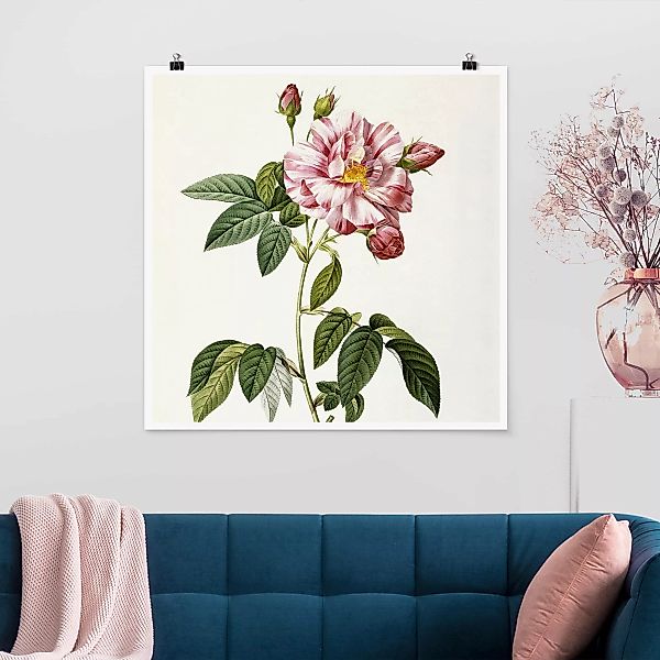 Poster Blumen - Quadrat Pierre Joseph Redouté - Rosa Gallica-Rose günstig online kaufen