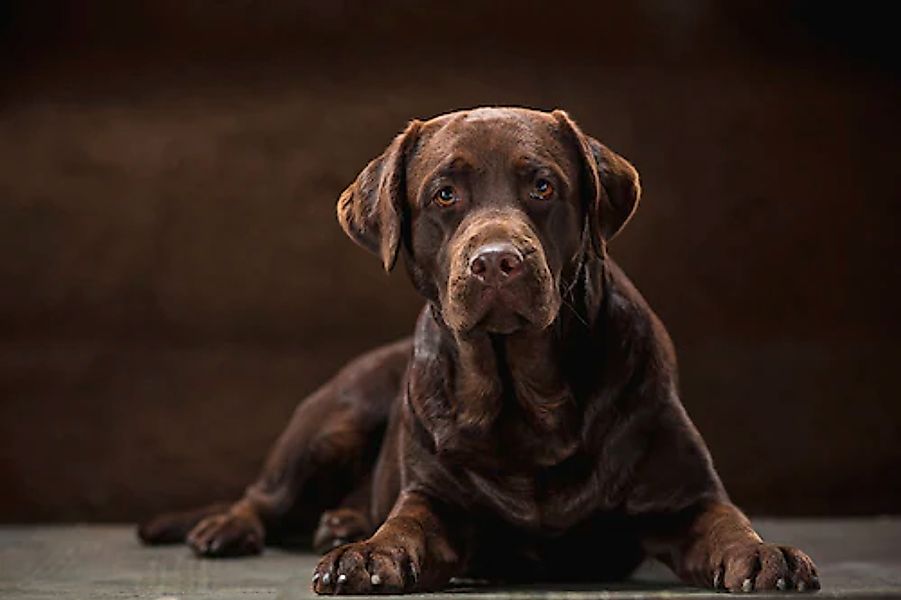 Papermoon Fototapete »hund« günstig online kaufen