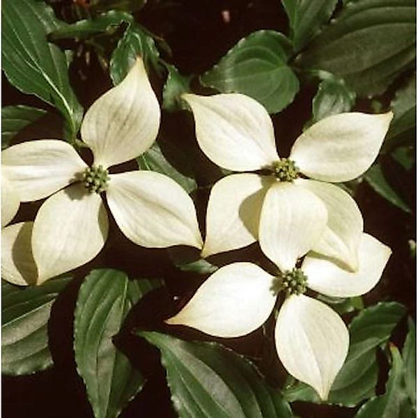 Japanischer Blumen Hartriegel Kreuzdame 100-125cm - Cornus kousa günstig online kaufen