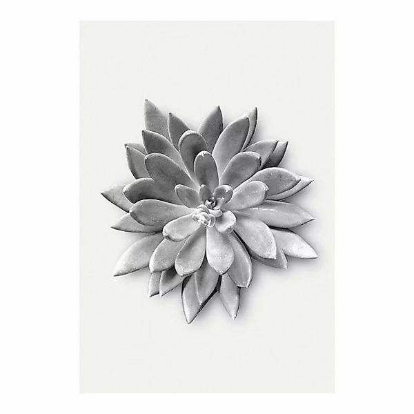 Komar Poster Succulent Agave Pflanzen B/L: ca. 50x70 cm günstig online kaufen