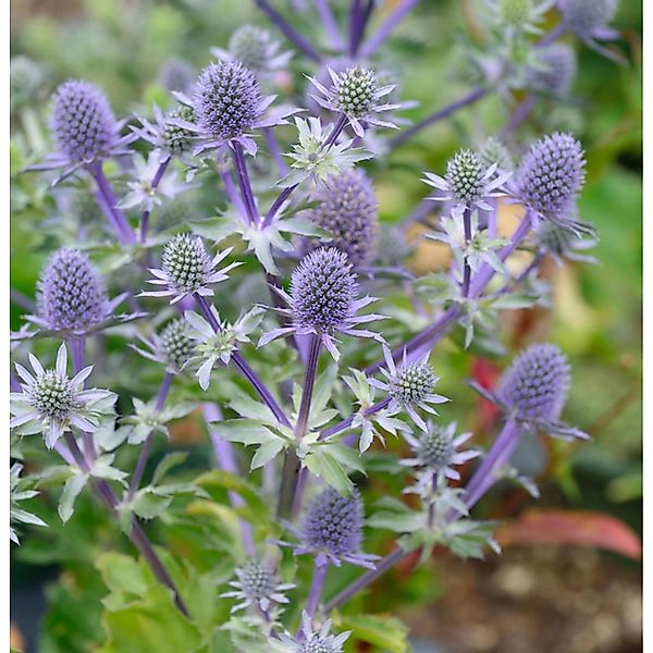 Blaue Edeldistel Blue Hobbit - Eryngium planum günstig online kaufen