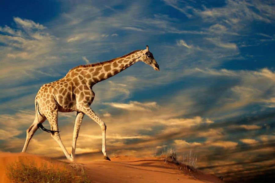 Papermoon Fototapete »GIRAFFE-TIERE AFRIKA SAVANNE STEPPE DÜNE HIMMEL WOLKE günstig online kaufen