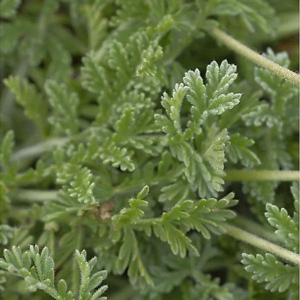 Wermut Reiherschnabel - Erodium absinthoides günstig online kaufen