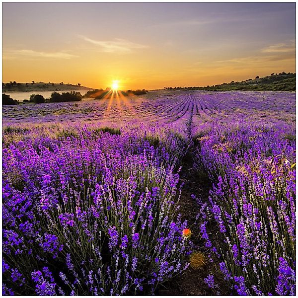 Wallario Glasbild, Sonnenuntergang über dem Lavendel, günstig online kaufen