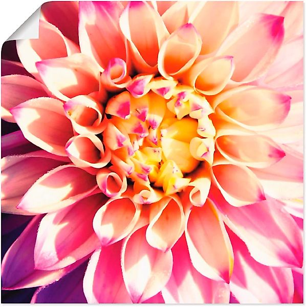 Artland Wandbild »Dahlie«, Blumen, (1 St.) günstig online kaufen