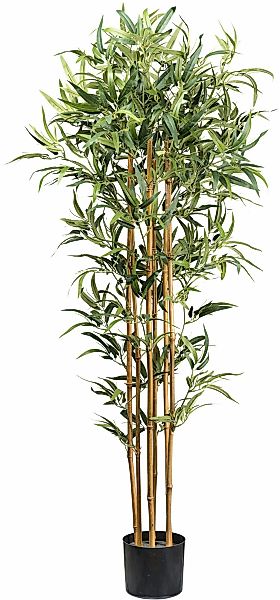 Kunstbaum Bambus Bambus, Creativ green, Höhe 155 cm, mit echten Bambusstäbe günstig online kaufen