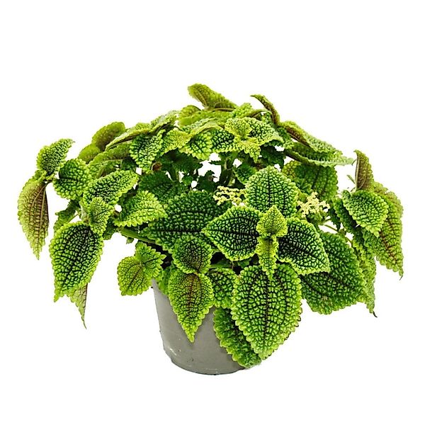 Exotenherz Zimmerpflanze Kanonier-Pflanze Pilea involucrata Moon Valley Mon günstig online kaufen
