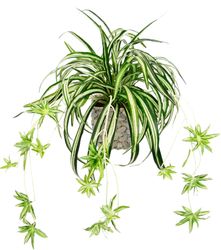 Kunstpflanze Wasserlilie Wasserlilie, I.GE.A., Höhe 35 günstig online kaufen