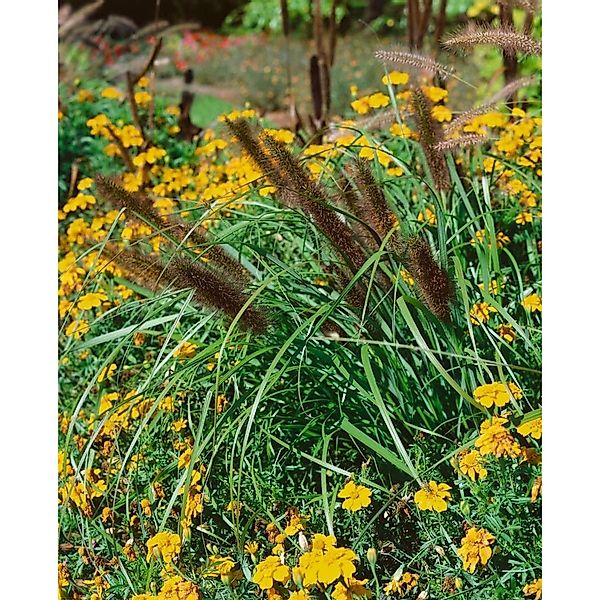 Pennisetum Alopecuroides Red Head Lampenputzergras Ca. 11x11 cm Topf günstig online kaufen