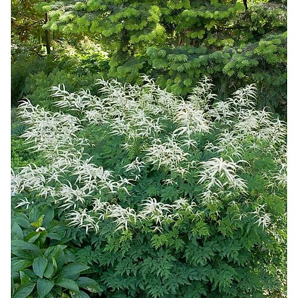 Wald Geißbart Johannisfest - Aruncus aethusifolius günstig online kaufen
