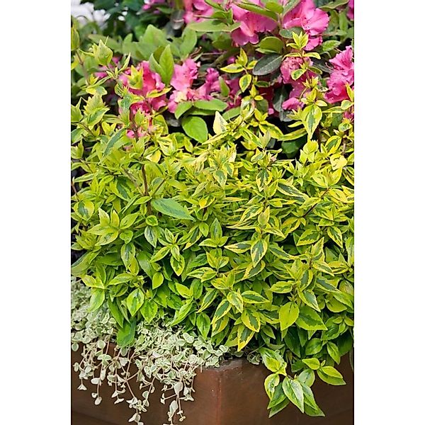 Abelia Kaleidoscope® Gelb-Grün Panaschiert 20–30 cm günstig online kaufen