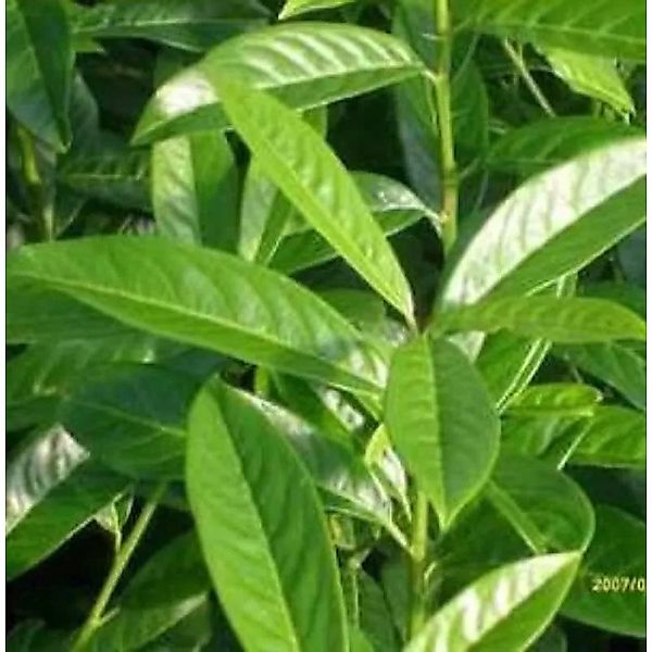 Kirschlorbeer Genolia 40-60cm - Prunus,aurocerasus günstig online kaufen