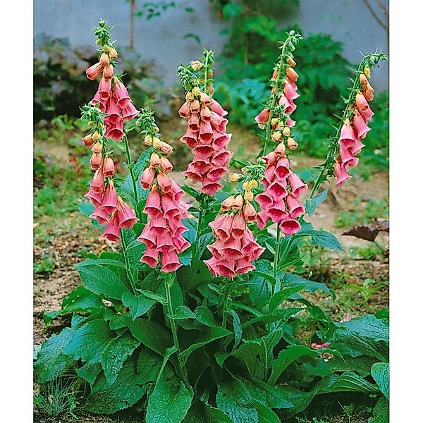 Digitalis X Mertonensis Großblütiger Fingerhut Ca. 11x11 cm Topf günstig online kaufen