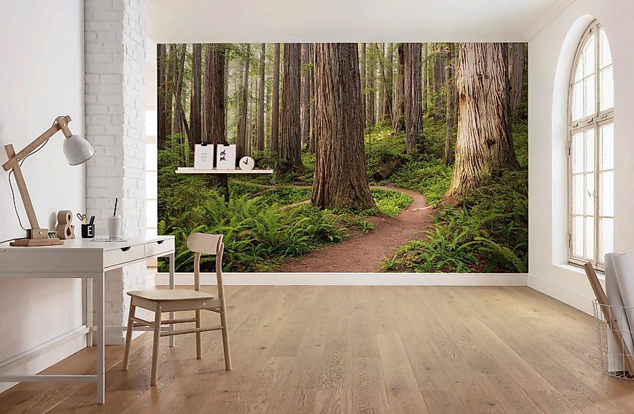 KOMAR Vlies Fototapete - Redwood Trail - Größe 450 x 280 cm mehrfarbig günstig online kaufen