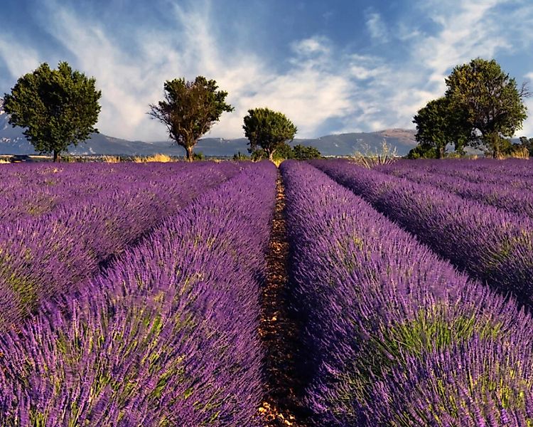 Fototapete "Lavendelnatur" 4,00x2,50 m / Glattvlies Perlmutt günstig online kaufen