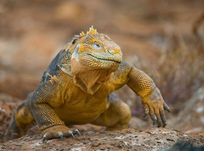 Papermoon Fototapete »Galapagos-Leguan« günstig online kaufen