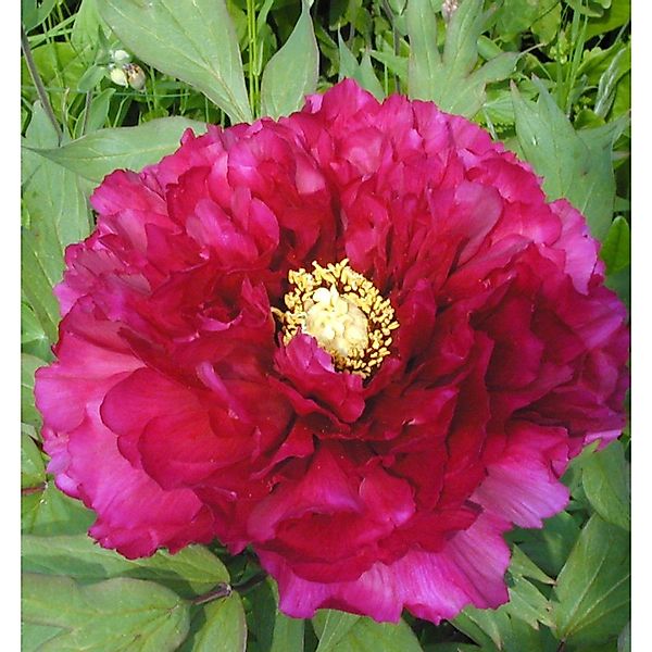 Edelpfingstrose Kansas - Paeonia lactiflora günstig online kaufen