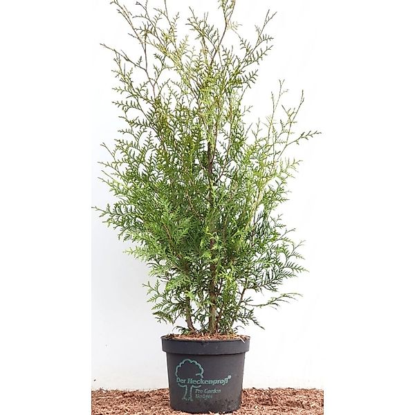 Thuja occidentalis 'Brabant' 80-100 cm günstig online kaufen