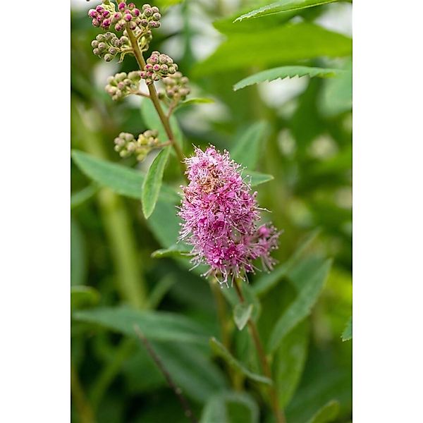 Spiraea Billardii Triumphans Prachtspiere Rosa 175–200 cm günstig online kaufen