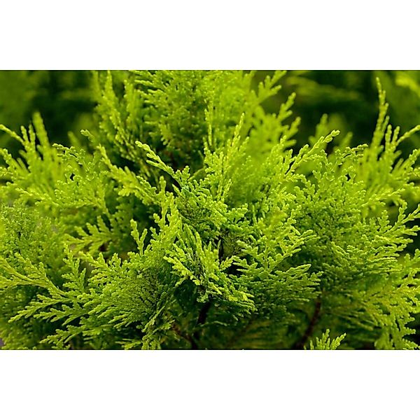 Chamaecyparis lawsoniana 'Stardust' 15-20 cm günstig online kaufen