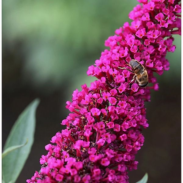 Sommerflieder Royal Red 40-60cm - Buddleja günstig online kaufen