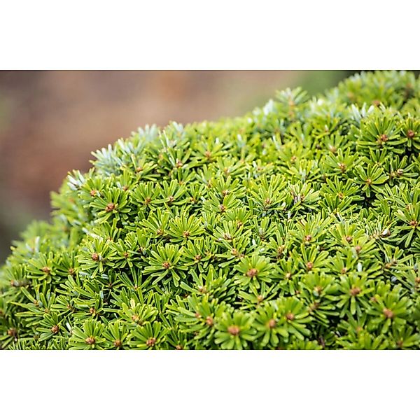 Abies Koreana Kristallkugel Tanne Kompakt 40 cm Stammhöhe günstig online kaufen