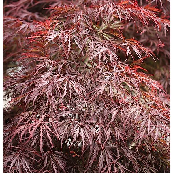 Hochstamm Dunkelroter Schlitz Ahorn Garnet 80-100cm - Acer palmatum günstig online kaufen