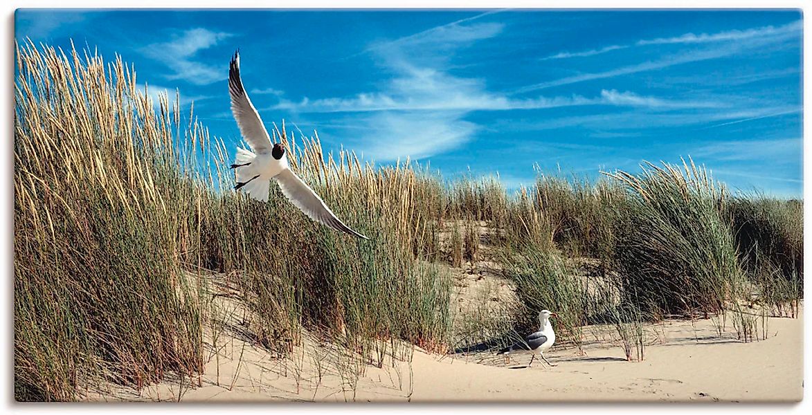 Artland Leinwandbild "Möwe und Seeschwalbe in Dünenlandschaft" Vögel 1 Stk. günstig online kaufen