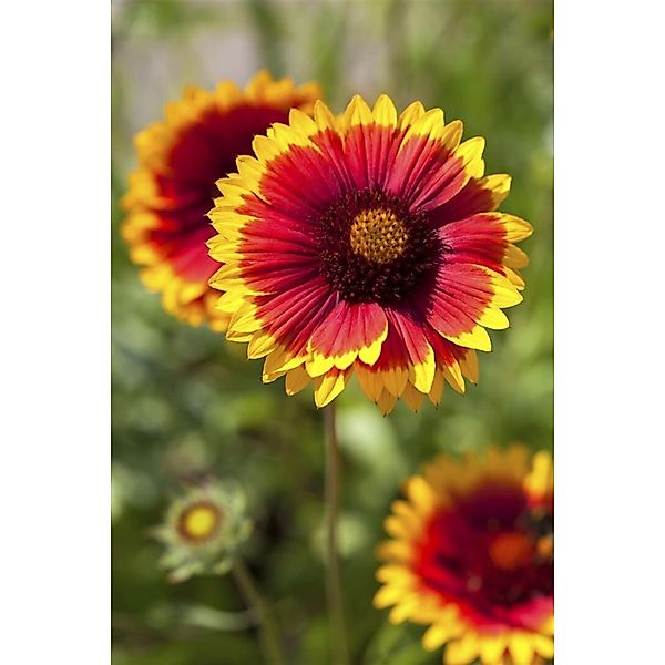 Gaillardia X Grandiflora Kobold Kokardenblume Ca. 9x9 cm Topf günstig online kaufen