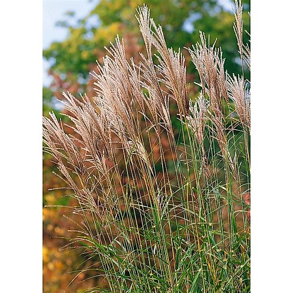 Miscanthus Sinensis Pünktchen Chinaschilf Ca. 11x11 cm Topf günstig online kaufen