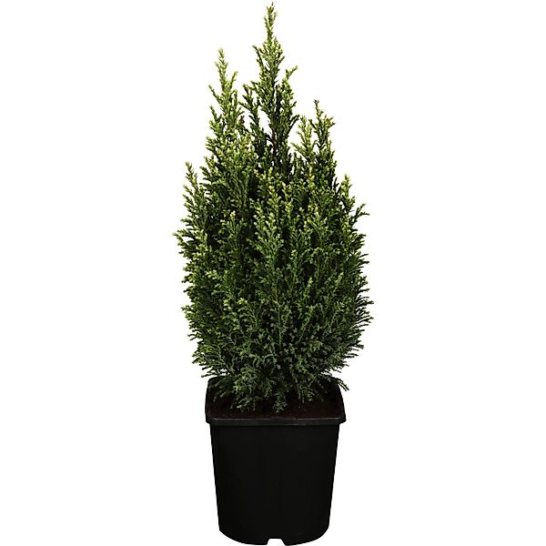 GROW by OBI Scheinzypresse Snow White Höhe ca. 20-30 cm Topf ca.2, günstig online kaufen