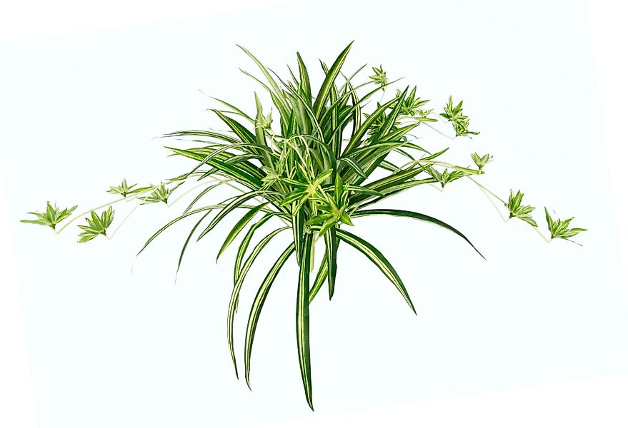 Kunstpflanze Wasserlilie, I.GE.A., Höhe 38 cm günstig online kaufen