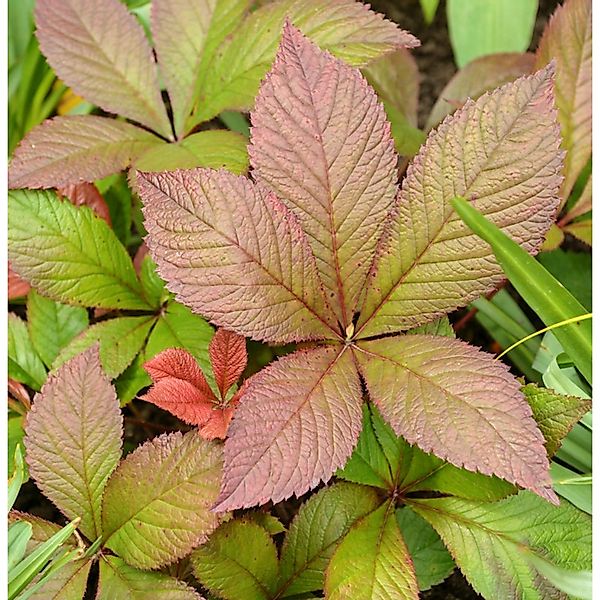 Fiederblättriges Schaublatt Bronze Peacock - Rodgersia pinnata günstig online kaufen