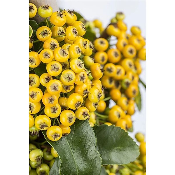 Pyracantha 'Soleil d'Or' 60-80 cm günstig online kaufen