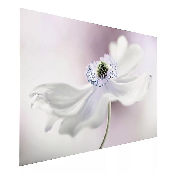 Alu-Dibond Bild Blumen - Querformat 3:2 Anemonenbrise günstig online kaufen