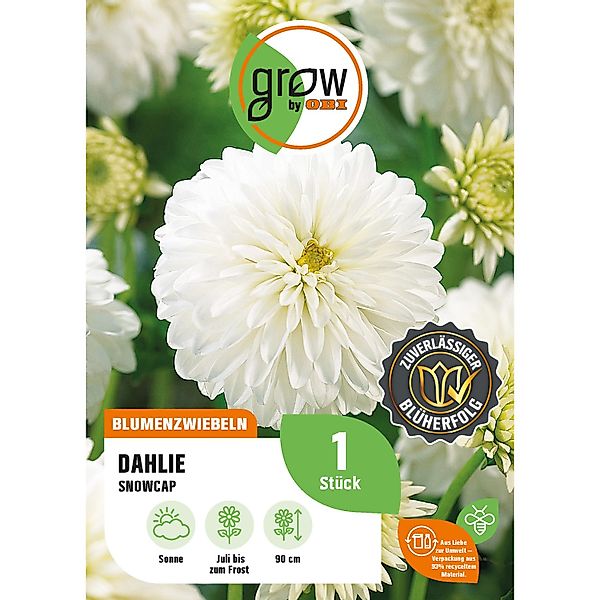 GROW by OBI Dahlie Snow Cap Höhe ca. 90 cm günstig online kaufen