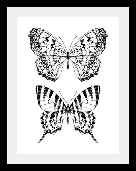 queence Bild "Schmetterlinge", Tiere-Schwarz-Weiß-Kunst-Insekten-Schmetterl günstig online kaufen