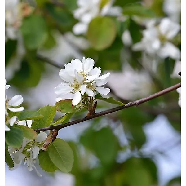 Erlenblättrige Felsenbirne Greatberry Farm 30-40cm - Amelanchier alnifolia günstig online kaufen
