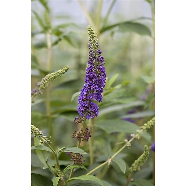 Buddleja Davidii Schmetterlingsstrauch Empire Blue 100-125 cm günstig online kaufen