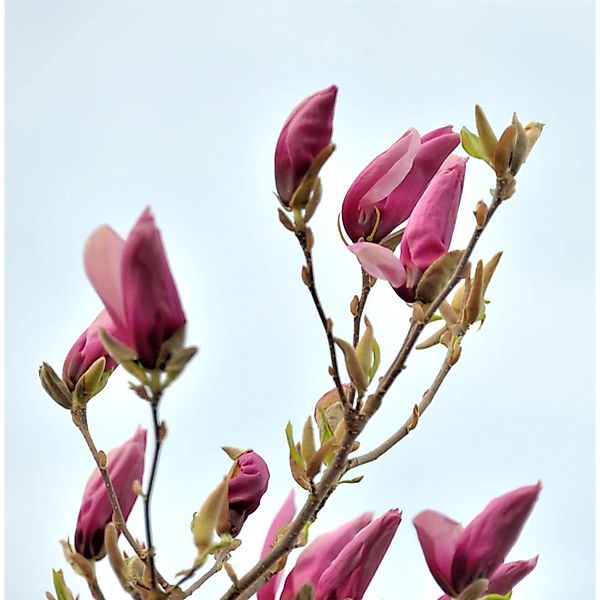 Niedrige Magnolie Ricki 40-60cm - Magnolia liliiflora günstig online kaufen